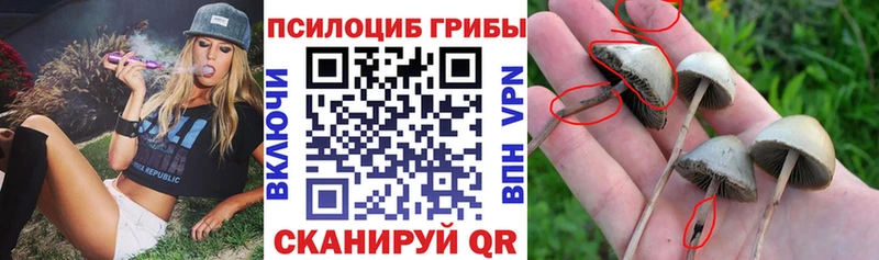 Псилоцибиновые грибы Psilocybe  продажа наркотиков  Карабаш 